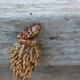 Illustration for article titled Shooting Challenge: Bugs Gallery (Part 1)